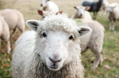 Democrat Party Moves to the Animal&nbsp;Farm